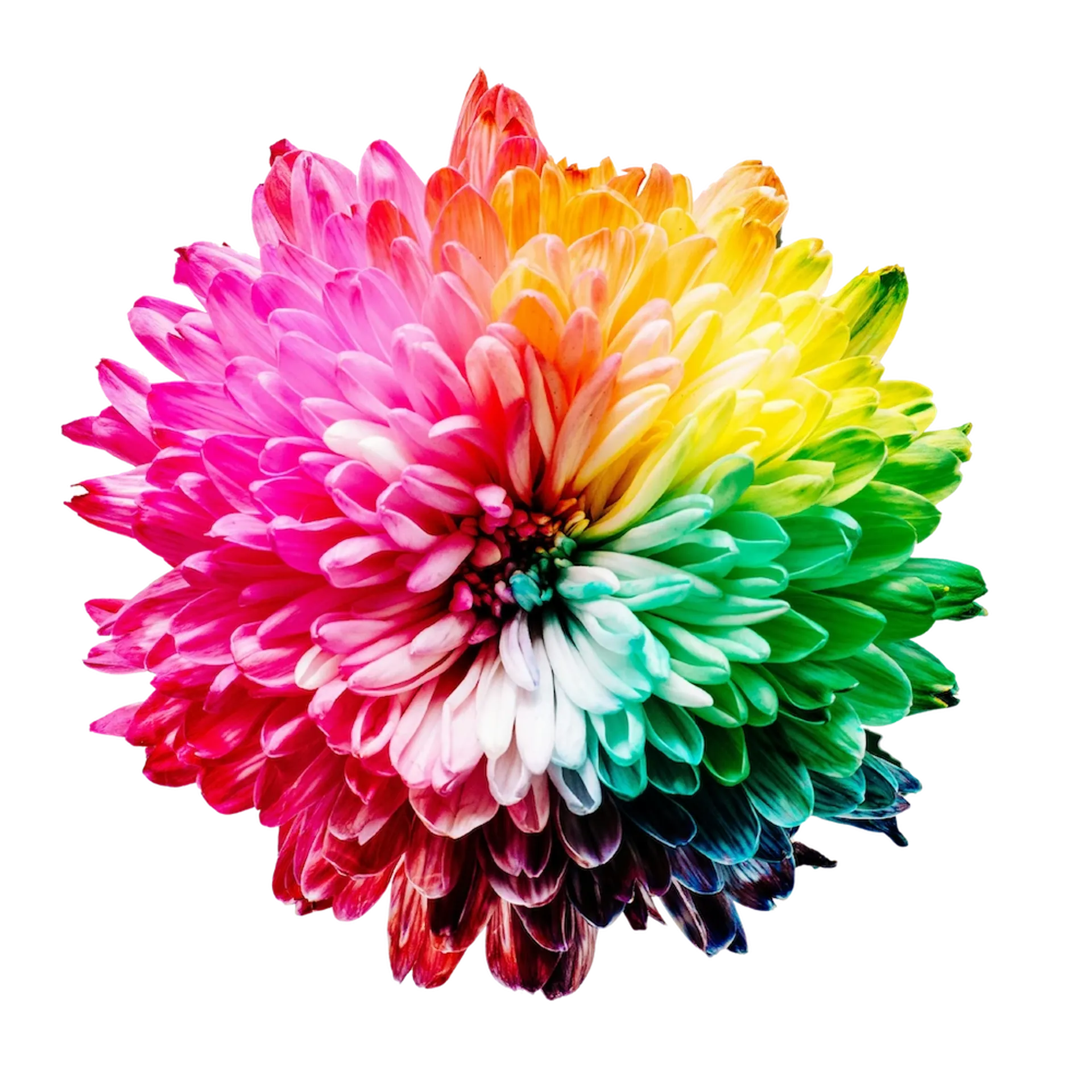 Beautiful dakimakura artwork showcase with premium printing quality